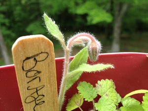 Cocktail Garden