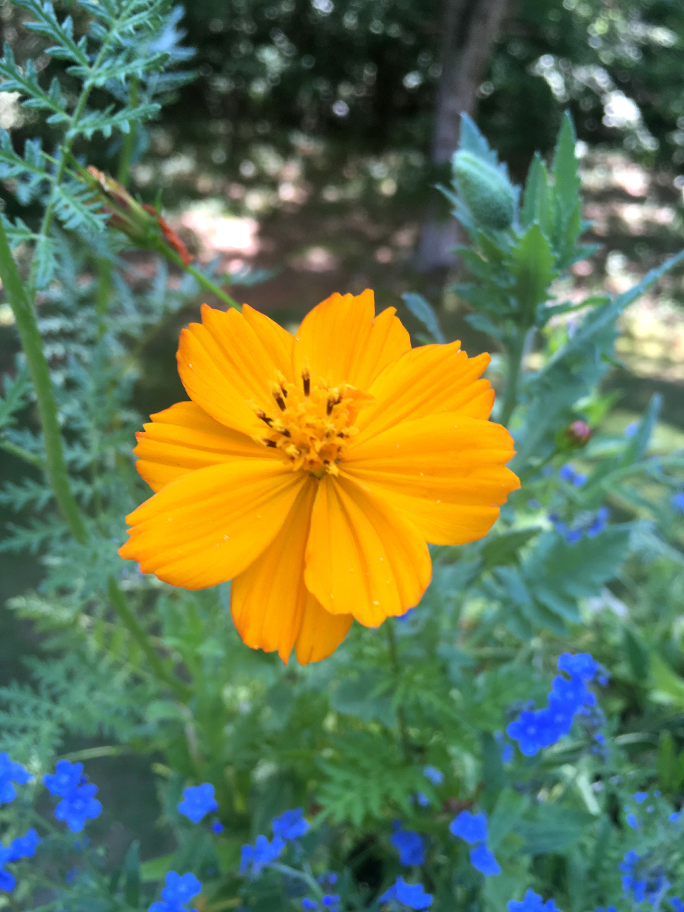 Honey Bee Habitat